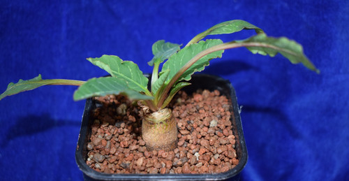 Euphorbia spannringii - ,