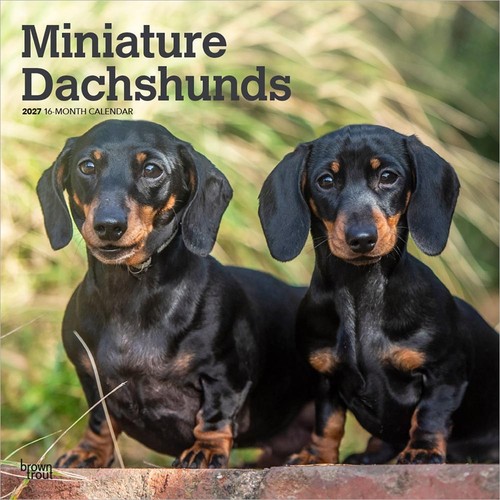 Miniature dachshunds 2027 - dachshunds,