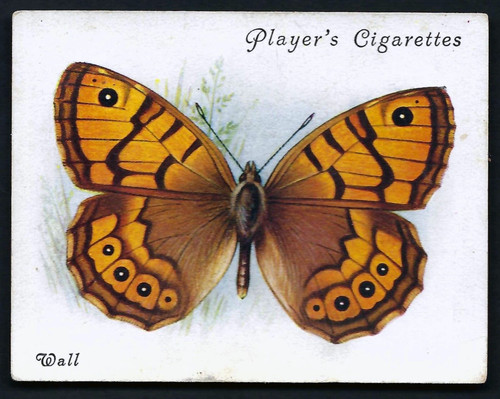 Player british butterflies - player,