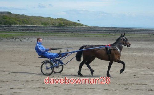 Photo sulky racing training - ,