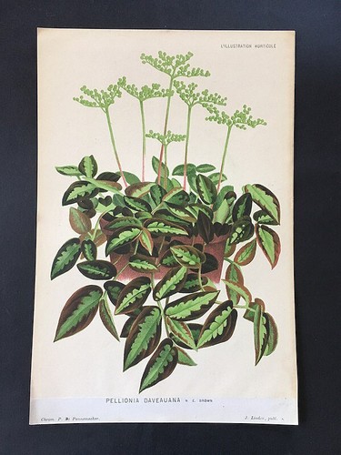 Original 19th century antique - 19th,
