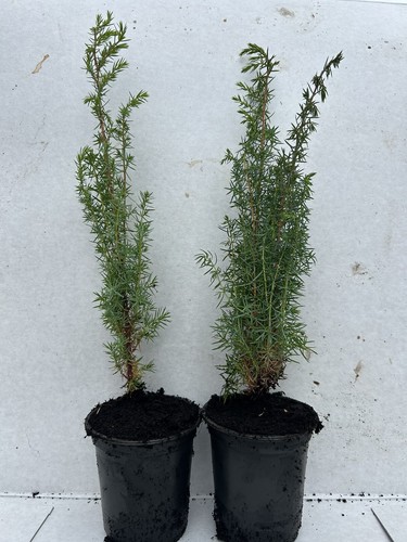 Common juniper juniperus - common,