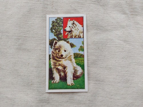Puppies samoyed - #40,