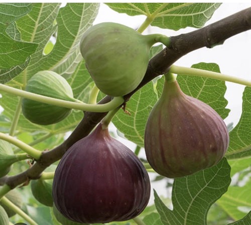 Brown turkey fig pot - brown,