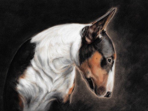 English bull terrier picture - english,