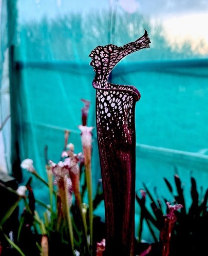 Sarracenia leucophylla dark - sarracenia,