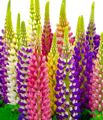 Russell lupin mix lupinus - lupin,