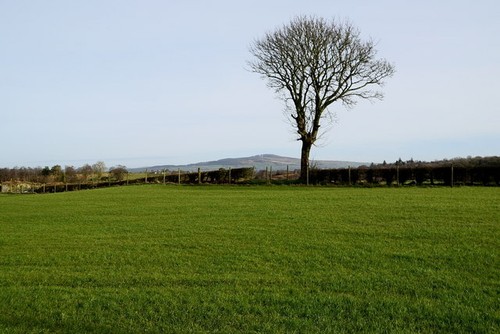 Photo 6x4 lone - lone, carony