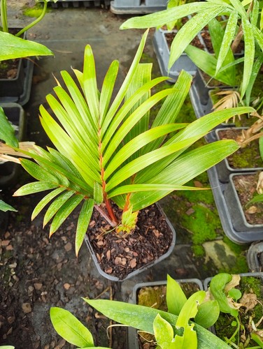 Hyophorbe lagenicaulis 14 cm - hyophorbe,
