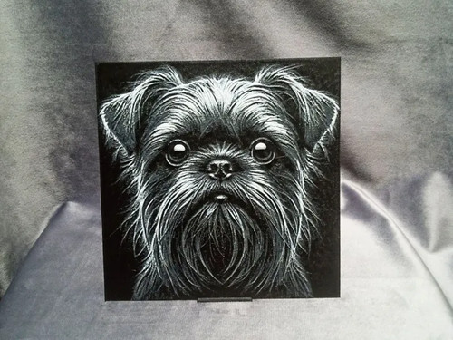 Brussels griffon dog - brussels,