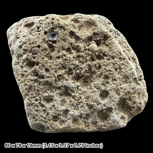 Severnichthys fish tooth - severnichthys,
