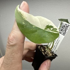 Alocasia Simpo variegata -