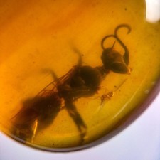 WASP in Burmese / Burmite