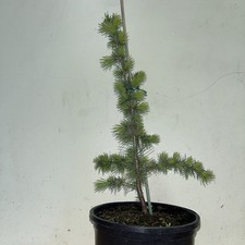 Atlas Cedar Cedrus Atlantica