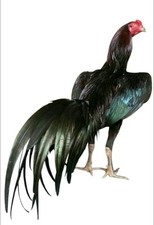 Resa Aseel Asil Fresh