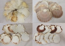 20 x Large Clean Cornish Natural Scallop Shells 10-12cm - Mix of Flat & Cupped