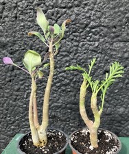2x Pelargonium Carnosum &