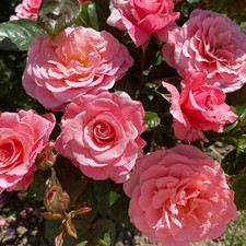 DEAR EVELYN - Fragrant Pink