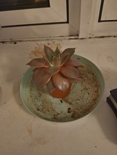 Cactus Plant Pot Healthy Plant Pink Leafs Beautiful Succulent