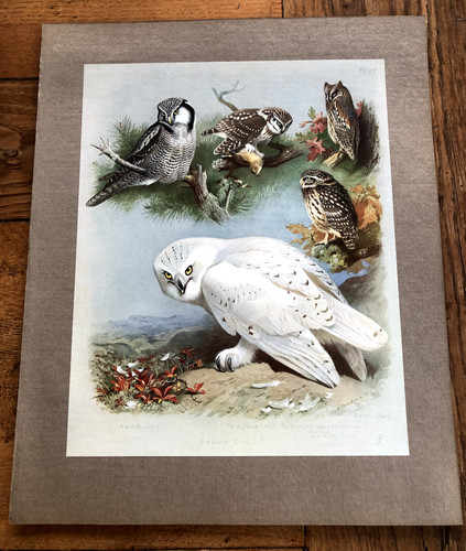 1900s large cromolithograph - , of