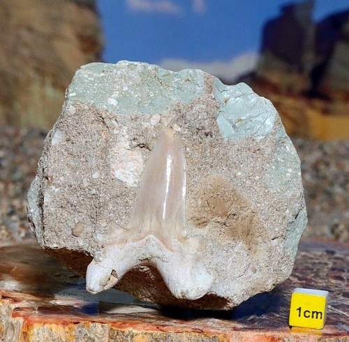 Fossil shark tooth megalodon - tooth,