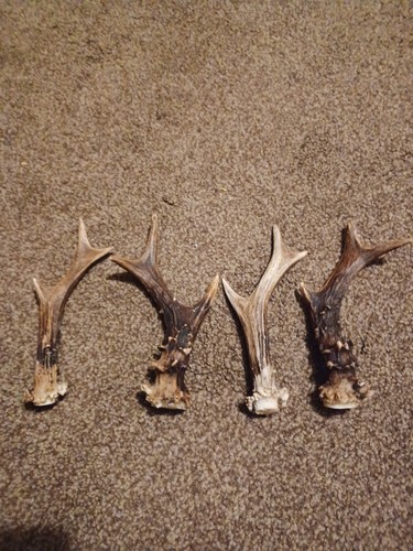 Roe deer antlers pairs - antlers,