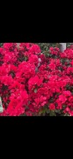 Pots azalea evergreen - 4,