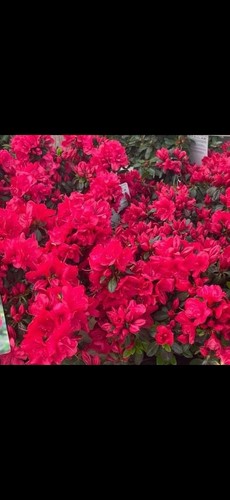Pots azalea evergreen - 4,