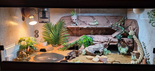 Complete reptile gecko