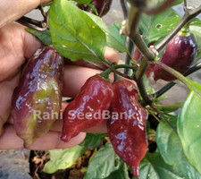 Trinidad Scorpion X Pimenta