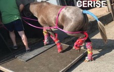 QUICK LOADER for HORSES