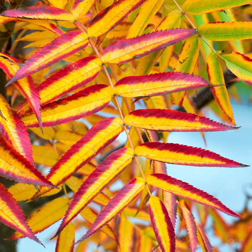 Sorbus commixta olympic - sorbus,