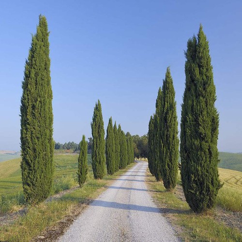 Cypress tree seeds - 50,