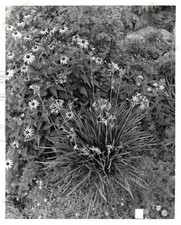 1977 Press Photo Society