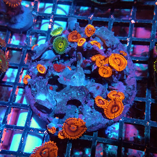 Wysiwyg mix zoas - -,