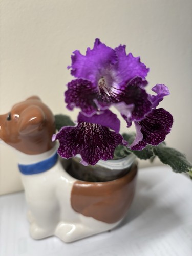 Streptocarpus dracula plug - streptocarpus,
