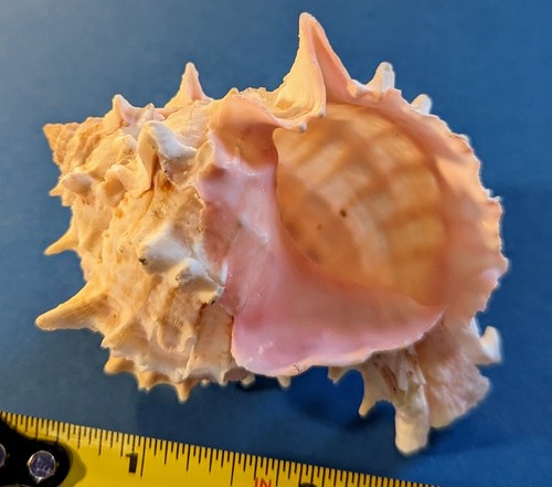 Natural pinkish murex shell - murex,