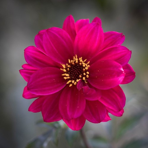 Bishop canterbury pink - of,