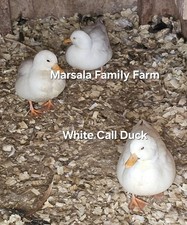 2 White Call Duck Hatching