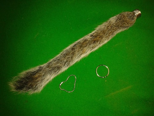One grey squirrel large - one,