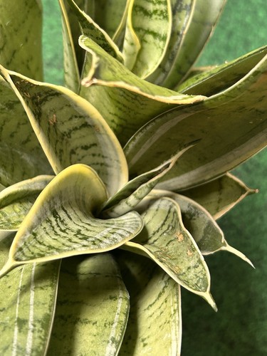 Hahnii sansevieria - 2, x