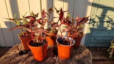 Persicaria red dragon - persicaria,