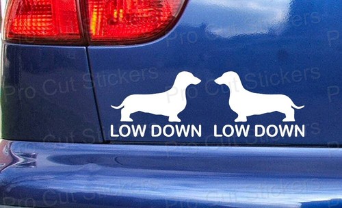 Low down dachshund - down,