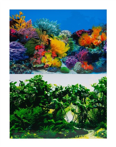 Aquarium fish tank - aquarium, background