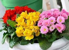 150 x PRIMULA DOUBLE  MIX PRIMROSE PERENNIAL SEEDS