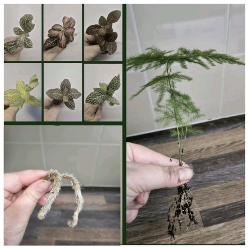 Terrarium plants bundle 7x - plants,