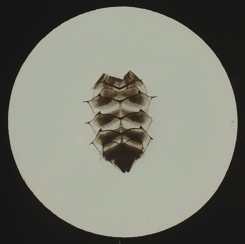 Bee back plates c1900 - bee,