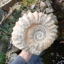 X Large Fossil Ammonite 7.6kg