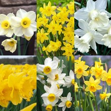 Daffodil spring bulb mix - spring,