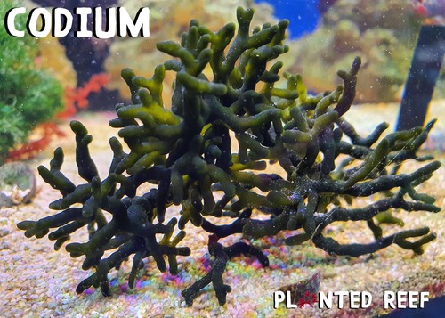 Codium frag macro - macro, |